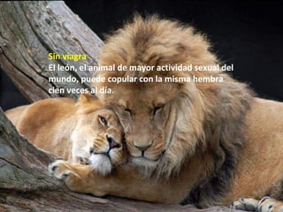 Sin viagra
El león, el animal de mayor actividad sexual del
mundo, puede copular con la misma hembra
cien veces al día.
 