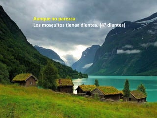 Aunque no parezca
Los mosquitos tienen dientes. (47 dientes)
 