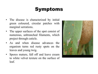 Symptoms
• The disease is characterized by initial
green coloured, circular patches with
marginal serrations.
• The upper surfaces of the spot consist of
numerous, unbranched filaments, which
project through cuticle.
• As and when disease advances the
organism turns red rusty spots on the
leaves and young twig.
• Spores mature, fall off and leave cream
to white velvet texture on the surface of
leaf.
 