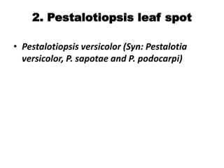 2. Pestalotiopsis leaf spot
• Pestalotiopsis versicolor (Syn: Pestalotia
versicolor, P. sapotae and P. podocarpi)
 