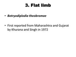 3. Flat limb
• Botryodiplodia theobromae
• First reported from Maharashtra and Gujarat
by Khurana and Singh in 1972
 