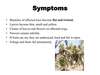 Symptoms
• Branches of affected trees become flat and twisted.
• Leaves become thin, small and yellow.
• Cluster of leaves and flowers on affected twigs.
• Flowers remain infertile.
• If fruits are set, they are undersized, hard and fail to ripen.
• Foliage and fruits fall prematurely.
 