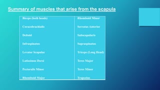 Summary of muscles that arise from the scapula
Biceps (both heads)
Coracobrachialis
Deltoid
Infraspinatus
Levator Scapulae
Latissimus Dorsi
Pectoralis Minor
Rhomboid Major
Rhomboid Minor
Serratus Anterior
Subscapularis
Supraspinatus
Triceps (Long Head)
Teres Major
Teres Minor
Trapezius
 