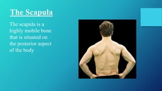 The scapula is a
highly mobile bone
that is situated on
the posterior aspect
of the body
The Scapula
 