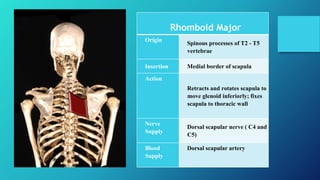 Rhomboid Major
Origin
Spinous processes of T2 - T5
vertebrae
Insertion Medial border of scapula
Action
Retracts and rotates scapula to
move glenoid inferiorly; fixes
scapula to thoracic wall
Nerve
Supply
Dorsal scapular nerve ( C4 and
C5)
Blood
Supply
Dorsal scapular artery
 