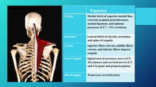 Trapezius
Origin Medial third of superior nuchal line;
external occipital protruberance,
nuchal ligament, and spinous
processes of C7 - T12 vertebrae
Insertion Lateral third of clavicle, acromion,
and spine of scapula
Action superior fibers elevate, middle fibers
retract, and inferior fibers depress
scapula
Nerve Supply Spinal root of accessory nerve (CN
XI) (motor) and cervical nerves (C3
and C4) (pain and proprioception)
Blood Supply Transverse cervical artery
 