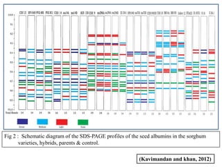 Fig 2 : Schematic diagram of the SDS-PAGE profiles of the seed albumins in the sorghum
varieties, hybrids, parents & control.
(Kavimandan and khan, 2012)

 