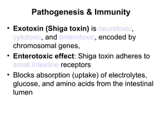 Pathogenesis & Immunity Exotoxin (Shiga toxin)  is  neurotoxic ,  cytotoxic , and  enterotoxic , encoded by chromosomal genes,  Enterotoxic effect : Shiga toxin adheres to  small intestine  receptors Blocks absorption (uptake) of electrolytes, glucose, and amino acids from the intestinal lumen   