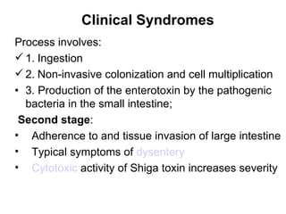 Clinical Syndromes Process involves:  1.   Ingestion   2.   Non-invasive colonization and cell multiplication   3.  Production of the enterotoxin by the pathogenic bacteria in the small intestine;    Second stage :     Adherence to and tissue invasion of large intestine      Typical symptoms of  dysentery      Cytotoxic  activity of Shiga toxin increases severity 