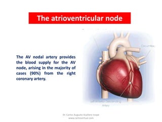 TheatrioventricularnodeThe AV nodal artery provides the blood supply for the AV node, arising in the majority of cases (90%) from therightcoronaryartery.Dr. Carlos Augusto Azañero Inope    www.carlosvirtual.com