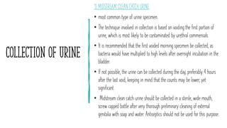 Collection of urine
1) MIDSTREAM CLEAN CATCH URINE
• most common type of urine specimen.
• The technique involved in collection is based on voiding the first portion of
urine, which is most likely to be contaminated by urethral commensals.
• It is recommended that the first voided morning specimen be collected, as
bacteria would have multiplied to high levels after overnight incubation in the
bladder.
• If not possible, the urine can be collected during the day, preferably 4 hours
after the last void, keeping in mind that the counts may be lower, yet
significant.
• Midstream clean catch urine should be collected in a sterile, wide mouth,
screw capped bottle after very thorough preliminary cleaning of external
genitalia with soap and water. Antiseptics should not be used for this purpose.
 