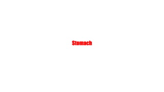 Stomach
 