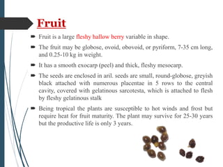 Fruit
 Fruit is a large fleshy hallow berry variable in shape.
 The fruit may be globose, ovoid, obovoid, or pyriform, 7-35 cm long,
and 0.25-10 kg in weight.
 It has a smooth exocarp (peel) and thick, fleshy mesocarp.
 The seeds are enclosed in aril. seeds are small, round-globose, greyish
black attached with numerous placentae in 5 rows to the central
cavity, covered with gelatinous sarcotesta, which is attached to flesh
by fleshy gelatinous stalk
 Being tropical the plants are susceptible to hot winds and frost but
require heat for fruit maturity. The plant may survive for 25-30 years
but the productive life is only 3 years.
 