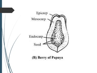 SYSTEMATICS OF CARICACEAE.pptx