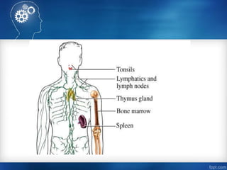 Systems of animals and human