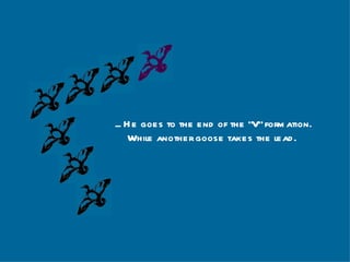... He goes to the end of the “V” formation. While another goose takes the lead.   