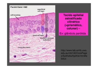 Tecido epitelial
estratificado
cilíndrico
(=prismático,
colunar) –
Ex: glândula parótida
http://www.lab.anhb.uwa.
edu.au/mb140/CorePage
s/Epithelia/Epithel.htm#la
bduo
 