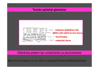 http://www.botany.uwc.ac.za/sci_ed/grade10/mammal/Epithelial.htm
Tecido epitelial glandular
Glândulas podem ser unicelulares ou pluricelulares
 