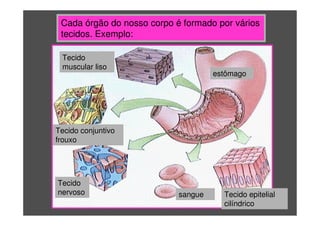 Cada órgão do nosso corpo é formado por vários
tecidos. Exemplo:
estômago
Tecido
muscular liso
Tecido conjuntivo
frouxo
Tecido
nervoso sangue Tecido epitelial
cilíndrico
 