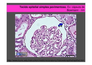 Tecido epitelial simples pavimentoso. Ex: cápsula de
Bowmann - rim
http://www.kumc.edu/instruction/medicine/anatomy/histoweb/epithel/epithel.htm
 