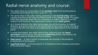 Radial nerve anatomy and course:
 The radial nerve is a continuation of the posterior cord of the brachial plexus,
containing nerve fibres from all 5 roots (C5 – T1).
 The nerve arises in the axilla, exiting posteriorly to the brachial artery. Here it
supplies branches to the long and medial heads of the triceps brachii. The radial
nerve then descends down the arm, travelling in a shallow depression on the
surface of the humerus. This depression is known as the radial groove.
 As it moves inferiorly, the radial nerve wraps around the humerus in a lateral
direction, and gives a branch to the lateral head of the triceps brachii. During its
course in the arm, the nerve is accompanied by the deep branch of the brachial
artery.
 To enter the forearm, the radial nerve moves anteriorly over the lateral
epicondyle of the humerus, through the cubital fossa. Within the forearm, the
nerve terminates by dividing into two branches:
 Deep branch – A motor branch. It innervates the muscles in the posterior
compartment of the forearm.
 Superficial branch – A sensory branch. It contributes to the cutaneous innervation
of the hand and fingers.
 