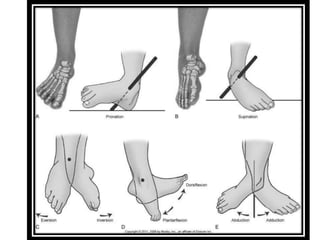 The ankle and foot complex