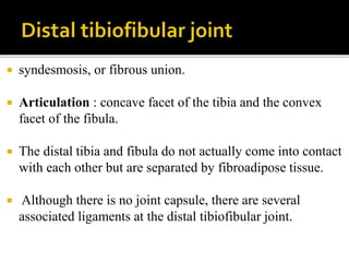  syndesmosis, or fibrous union.
 Articulation : concave facet of the tibia and the convex
facet of the fibula.
 The distal tibia and fibula do not actually come into contact
with each other but are separated by fibroadipose tissue.
 Although there is no joint capsule, there are several
associated ligaments at the distal tibiofibular joint.
 