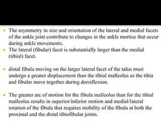  The asymmetry in size and orientation of the lateral and medial facets
of the ankle joint contribute to changes in the ankle mortise that occur
during ankle movements.
 The lateral (fibular) facet is substantially larger than the medial
(tibial) facet.
 distal fibula moving on the larger lateral facet of the talus must
undergo a greater displacement than the tibial malleolus as the tibia
and fibular move together during dorsiflexion.
 The greater arc of motion for the fibula malleolus than for the tibial
malleolus results in superior/inferior motion and medial/lateral
rotation of the fibula that requires mobility of the fibula at both the
proximal and the distal tibiofibular joints.
 