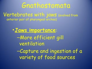 Gnathostomata
Vertebrates with jaws                  (evolved from
 anterior pair of pharyngeal arches)


     • Jaws importance:
        –More efficient gill
         ventilation
        –Capture and ingestion of a
         variety of food sources
 