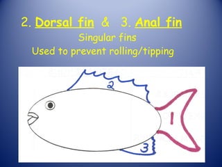 2. Dorsal fin & 3. Anal fin
          Singular fins
 Used to prevent rolling/tipping
 