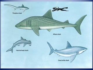 Fishes Zoology Report