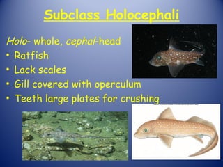 Subclass Holocephali
Holo- whole, cephal-head
• Ratfish
• Lack scales
• Gill covered with operculum
• Teeth large plates for crushing
 