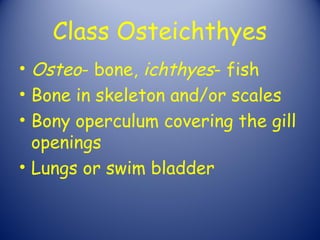 Class Osteichthyes
• Osteo- bone, ichthyes- fish
• Bone in skeleton and/or scales
• Bony operculum covering the gill
  openings
• Lungs or swim bladder
 