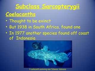 Subclass Sarcopterygii
Coelacanths
• Thought to be exinct
• But 1938 in South Africa, found one
• In 1977 another species found off coast
  of Indonesia




           A coelacanth swimming near Sulawesi, Indonesia
 