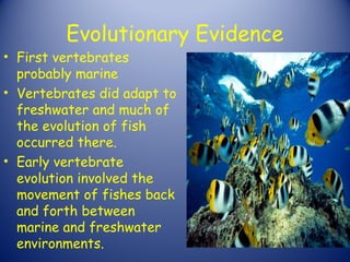 Evolutionary Evidence
• First vertebrates
  probably marine
• Vertebrates did adapt to
  freshwater and much of
  the evolution of fish
  occurred there.
• Early vertebrate
  evolution involved the
  movement of fishes back
  and forth between
  marine and freshwater
  environments.
 