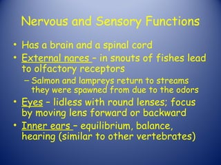 Nervous and Sensory Functions
• Has a brain and a spinal cord
• External nares – in snouts of fishes lead
  to olfactory receptors
  – Salmon and lampreys return to streams
    they were spawned from due to the odors
• Eyes – lidless with round lenses; focus
  by moving lens forward or backward
• Inner ears – equilibrium, balance,
  hearing (similar to other vertebrates)
 