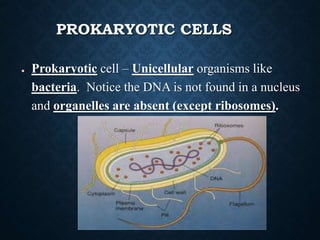 PROKARYOTIC CELLS
● Prokaryotic cell – Unicellular organisms like
bacteria. Notice the DNA is not found in a nucleus
and organelles are absent (except ribosomes).
 