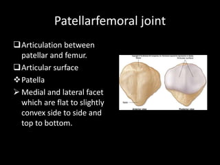 Patellarfemoral joint
Articulation between
patellar and femur.
Articular surface
Patella
 Medial and lateral facet
which are flat to slightly
convex side to side and
top to bottom.
 