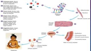 TOPIC 1 INTRODUCTION TO PHYSIOLOGY.pptx