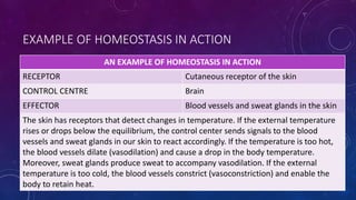 EXAMPLE OF HOMEOSTASIS IN ACTION
AN EXAMPLE OF HOMEOSTASIS IN ACTION
RECEPTOR Cutaneous receptor of the skin
CONTROL CENTRE Brain
EFFECTOR Blood vessels and sweat glands in the skin
The skin has receptors that detect changes in temperature. If the external temperature
rises or drops below the equilibrium, the control center sends signals to the blood
vessels and sweat glands in our skin to react accordingly. If the temperature is too hot,
the blood vessels dilate (vasodilation) and cause a drop in the body temperature.
Moreover, sweat glands produce sweat to accompany vasodilation. If the external
temperature is too cold, the blood vessels constrict (vasoconstriction) and enable the
body to retain heat.
 