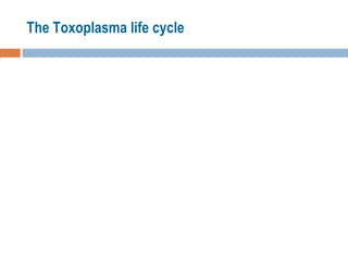 The Toxoplasma life cycle 