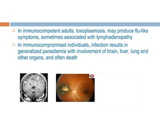 In immunocompetent adults, toxoplasmosis, may produce flu-like symptoms, sometimes associated with lymphadenopathy In immunocompromised individuals, infection results in generalized parasitemia with involvement of brain, liver, lung and other organs, and often death 