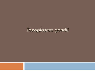 Toxoplasma gondii 