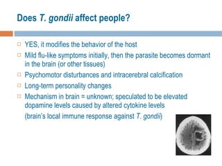 Does  T. gondii  affect people? YES, it modifies the behavior of the host Mild flu-like symptoms initially, then the parasite becomes dormant in the brain (or other tissues) Psychomotor disturbances and intracerebral calcification Long-term personality changes Mechanism in brain = unknown; speculated to be elevated dopamine levels caused by altered cytokine levels  (brain’s local immune response against  T. gondii ) 