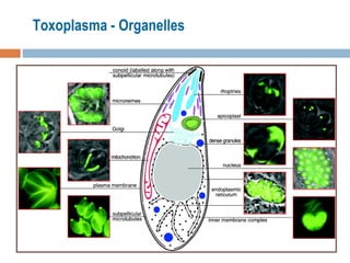 Toxoplasma - Organelles 