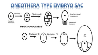 Types of embryosac