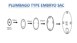 Types of embryosac