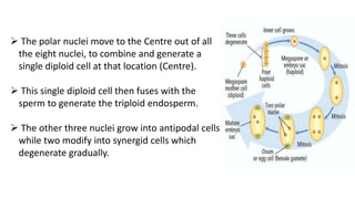  The polar nuclei move to the Centre out of all
the eight nuclei, to combine and generate a
single diploid cell at that location (Centre).
 This single diploid cell then fuses with the
sperm to generate the triploid endosperm.
 The other three nuclei grow into antipodal cells
while two modify into synergid cells which
degenerate gradually.
 