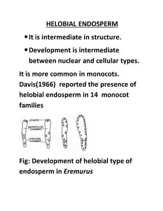 HELOBIAL ENDOSPERM
It is intermediate in structure.
Development is intermediate
between nuclear and cellular types.
It is more common in monocots.
Davis(1966) reported the presence of
helobial endosperm in 14 monocot
families
Fig: Development of helobial type of
endosperm in Eremurus
 