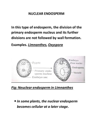 NUCLEAR ENDOSPERM
In this type of endosperm, the division of the
primary endosperm nucleus and its further
divisions are not followed by wall formation.
Examples. Limnanthes, Oxyspora
Fig: Neuclear endosperm in Limnanthes
 In some plants, the nuclear endosperm
becomes cellular at a later stage.
 